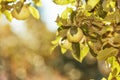 Copy space with green apples growing on trees in a sustainable orchard on a sunny day outdoors. Ripe and juicy fruit Royalty Free Stock Photo