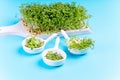 Copy space. Green food. Super food.Different varieties of microgreens on a wooden board on a blue background close-up with a place