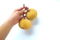 Copy space Hand holding two ripe Santolor Sentul fruit Sandoricum koetjape isolated on white background. Royalty Free Stock Photo