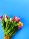 Tulip flowers on blue background Happy wishes for congratulations text colorful festive bouquet Floral Women`s Day Happy Valenti