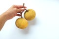 Copy space man Hand holding two ripe Santolor Sentul fruit Sandoricum koetjape isolated on white background. Royalty Free Stock Photo