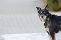 Portrait of lonely dog in the street. Blurred urban background. Royalty Free Stock Photo