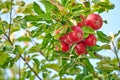 Copy space with red apples growing in a sunny orchard outdoors. Closeup of a fresh bunch of delicious fruit being