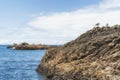 Copy-space of seals and birds on intertidal rocks Royalty Free Stock Photo