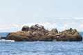 Copy space of seals and birds on intertidal rocks Royalty Free Stock Photo