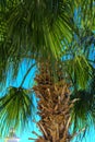 Copy space. Silhouette of the upper branch of a tropical coconut palm tree against a blue sky and bright light. Royalty Free Stock Photo