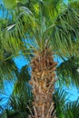 Copy space. Silhouette of the upper branch of a tropical coconut palm tree against a blue sky and bright light. Royalty Free Stock Photo