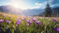 copy space, stockphoto, beautiful alpine meadow with wild purple narcisses during spring time, warm morning light Royalty Free Stock Photo