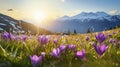 copy space, stockphoto, beautiful alpine meadow with wild purple narcisses during spring time, warm morning light. Royalty Free Stock Photo