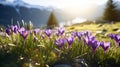 copy space, stockphoto, beautiful alpine meadow with wild purple narcisses during spring time, warm morning light. Royalty Free Stock Photo