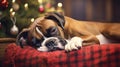 copy space, stockphoto, copy space, stockphoto, cute boxer dog sleeping on the sofa