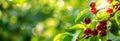 Cherries bush on the bush. Close up. Copy space for text. Banner slider template. Blurred background.