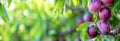 The Plums fruit plant on the tree branch. Close up. Copy space for text. Horizontal banner slider template. Blurred