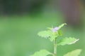 Copy space of tiny violet forest flower