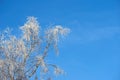 Copy space with tree branches covered in snow against a clear blue sky background with copy space outdoors. Ice frozen Royalty Free Stock Photo