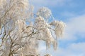 Copy space with tree branches covered in snow against a cloudy blue sky background with copy space outdoors. Ice frozen Royalty Free Stock Photo