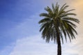 Copy space of tropical palm tree  on blue sky  background. Summer vacation and nature travel concept Royalty Free Stock Photo