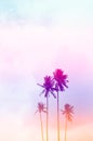 Copy space of tropical palm tree with sun light on sky background Royalty Free Stock Photo