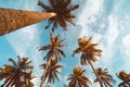 Copy space of tropical palm tree with sun light on sky background Royalty Free Stock Photo