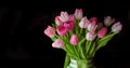 Copy space of tulip flowers in a vase against a black background. Closeup of beautiful flowering plants with pink petals Royalty Free Stock Photo