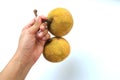 Copy space woman Hand holding two ripe Santolor Sentul fruit Sandoricum koetjape isolated on white background. Royalty Free Stock Photo