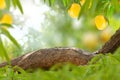 Copy space of wood branch with green leaves and Mango fruit tree Royalty Free Stock Photo