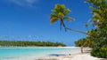 COPY SPACE: Young woman stands under the crooked palm tree stretching over beach Royalty Free Stock Photo