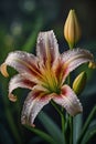 Detailed Close-Up: Perfect Lily Flower Adorned with Dew Drops