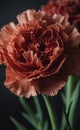 Scarlet Carnation: Close-Up with Dewdrops on Black