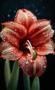 Vibrant Amaryllis: Close-Up with Dewdrops on Black