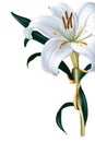 Single White Lily Illustration with Transparent Background