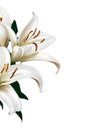 Elegant White Lilies Illustration with Transparent Background