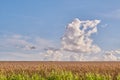 Copyspace alongside cumulus clouds floating in a blue sky background on the horizon of a wheat field in Denmark. Scenic