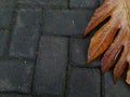 Copyspace a brown breadfruit leaf on a paving Royalty Free Stock Photo