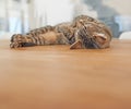 Copyspace with a cute cat sleeping. Adorable domestic tabby kitten taking a cosy nap. Comfortable, soft and cuddly Royalty Free Stock Photo