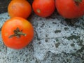 Copyspace fress organic tomatoes