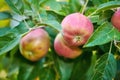 Copyspace with red apples growing on a tree branch in a sustainable orchard on a sunny day outside. Ripe and juicy fruit Royalty Free Stock Photo