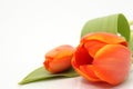 Copyspace tulip Royalty Free Stock Photo