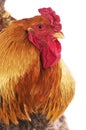 COQ BRAHMA Royalty Free Stock Photo