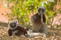 Coquerel's Sifaka Royalty Free Stock Photo