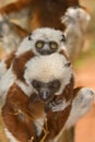 Coquerel's Sifaka Royalty Free Stock Photo