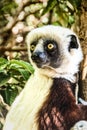 Coquerel`s Sifaka lemur, Madagascar Royalty Free Stock Photo