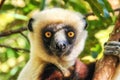 Coquerel`s Sifaka Lemur, Madagascar