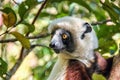 Coquerel`s Sifaka Lemur, Madagascar