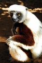 Coquerel's Sifaka (Propithecus Coquereli)