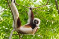 Coquerel\'s Sifaka, Propithecus coquereli