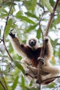 Coquerel`s sifaka Propithecus coquereli Madagascar Royalty Free Stock Photo