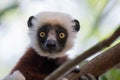 Coquerel`s sifaka Propithecus coquereli Royalty Free Stock Photo