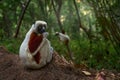 Coquerel\'s sifaka, Reserve Peyrieras. Monkey group in habitat. Wild Madagascar. Lemur in the dark green