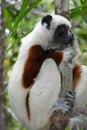 Coquerel sifaka Royalty Free Stock Photo